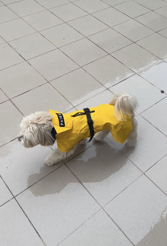 Customer photo review of Visibility Raincoat Lite Yellow for Dogs
