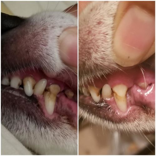 Customer photo review of OralFräsch™ #1 Munspray för Husdjur