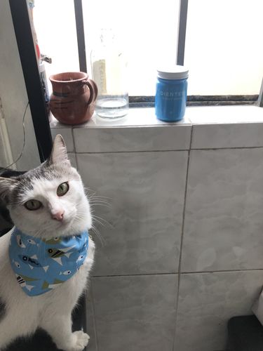 Customer photo review of Plan básico $350/mes