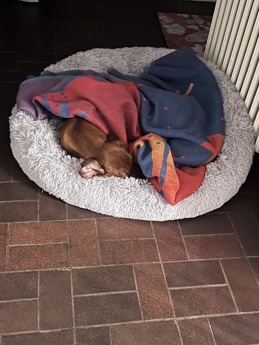 Customer photo review of Puppery Hundebett Wolke 7 - Das Original