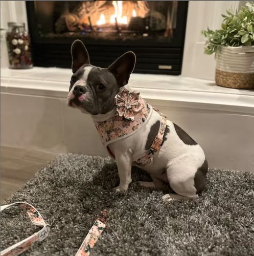 Customer photo review of Dog harness set -  Meadow Pink