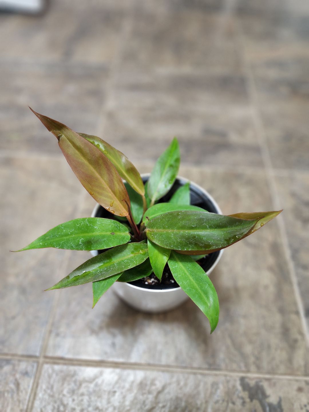 Customer photo review of 4" Philodendron 'Sun Red'