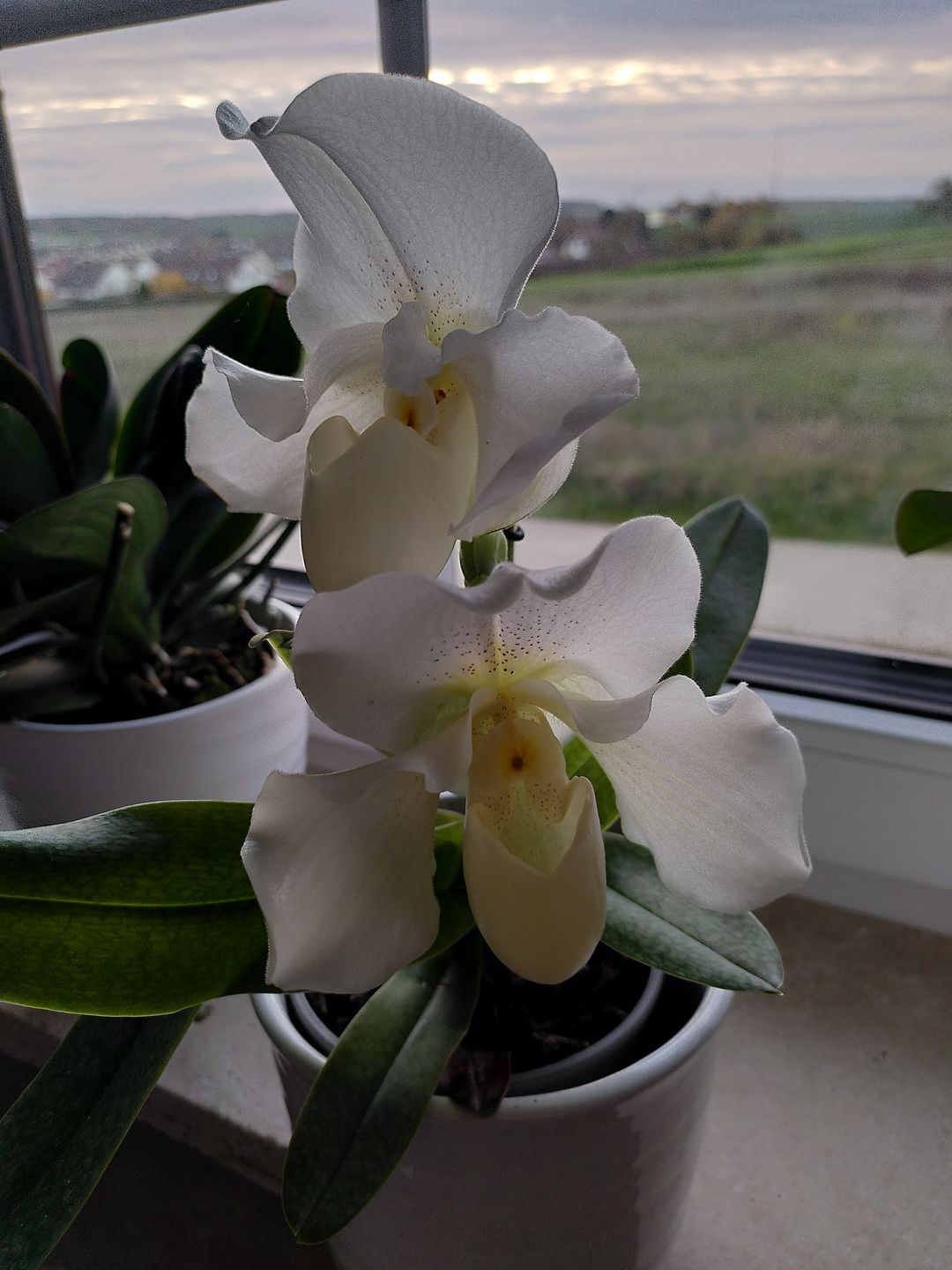 Customer photo review of Frauenschuh Orchidee White Lady