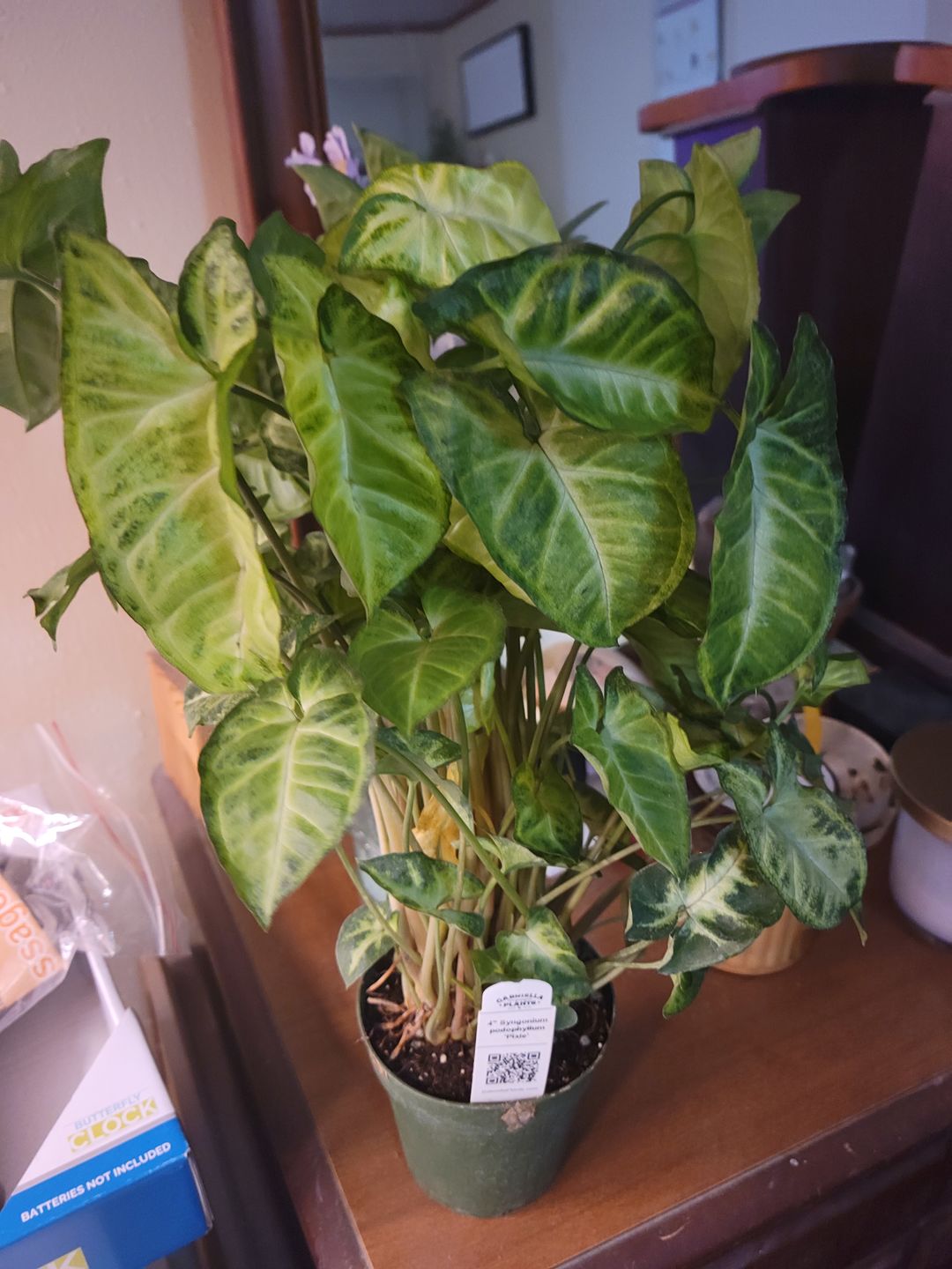 Customer photo review of 4" Syngonium podophyllum 'Pixie'