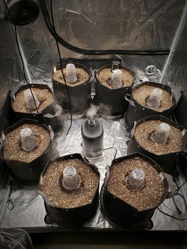 Customer photo review of Sohum Soil Organic Living Soil Just Add Water 1.5 cu ft