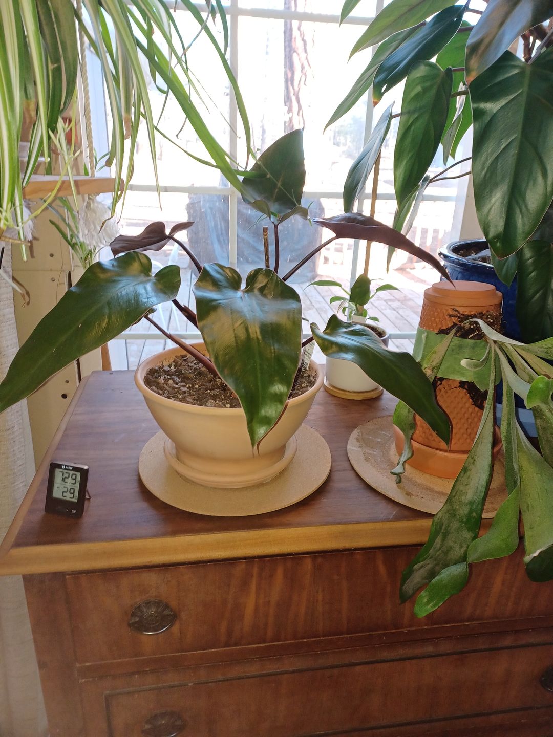 Customer photo review of 4" Philodendron 'Bloody Mary'
