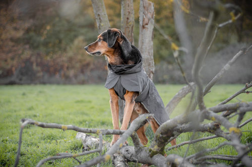 Customer photo review of Visibility Winter Jacket Dark for Dogs