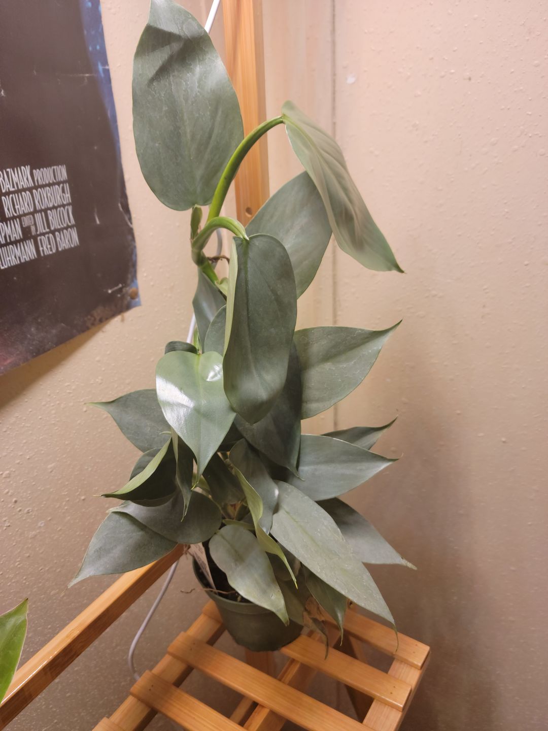 Customer photo review of 4" Philodendron Hastatum (aka Silver Sword) - MULTI STEM!