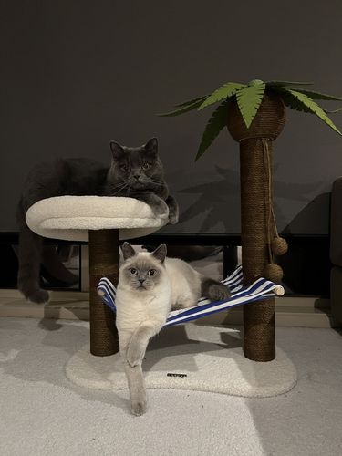 Customer photo review of Coconut Tree Cat Scatcher Tree Hammock Furniture