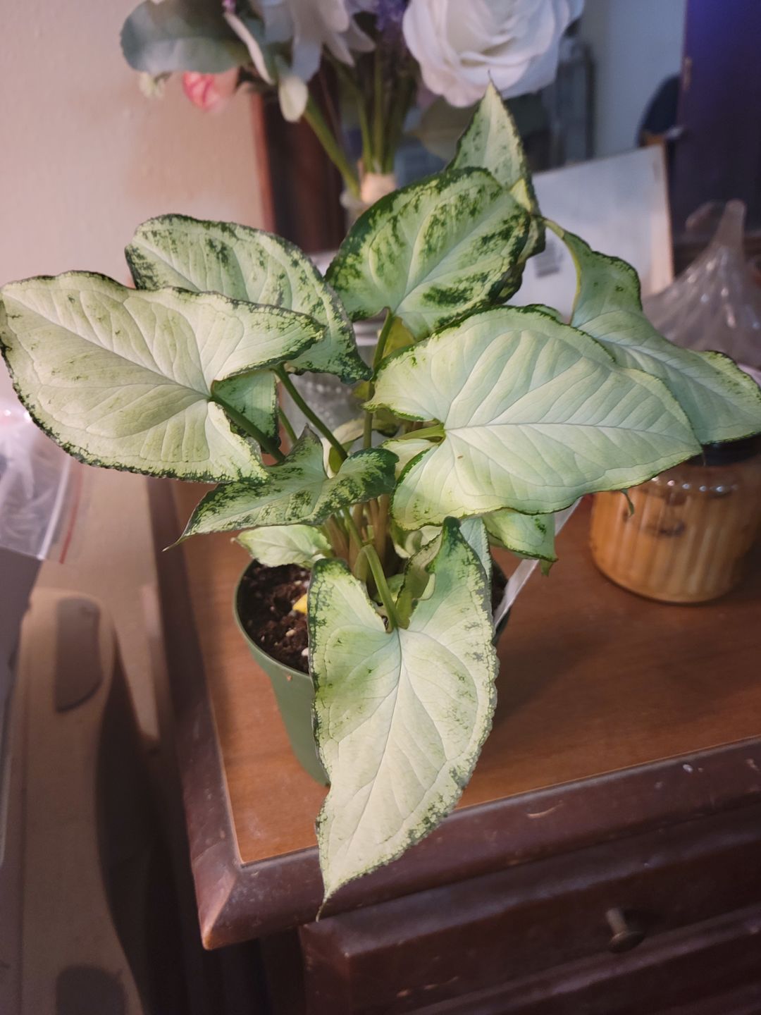 Customer photo review of 4" Syngonium podophyllum 'Holly M'