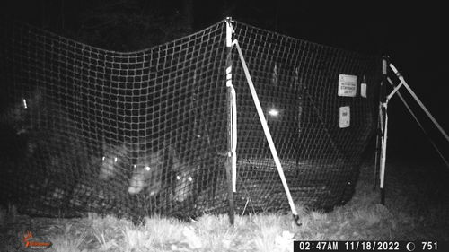 Customer photo review of Pig Brig Trap System