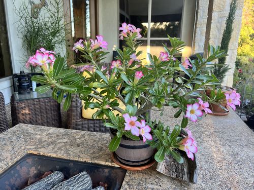 Customer photo review of Desert Rose | Adenium obesum