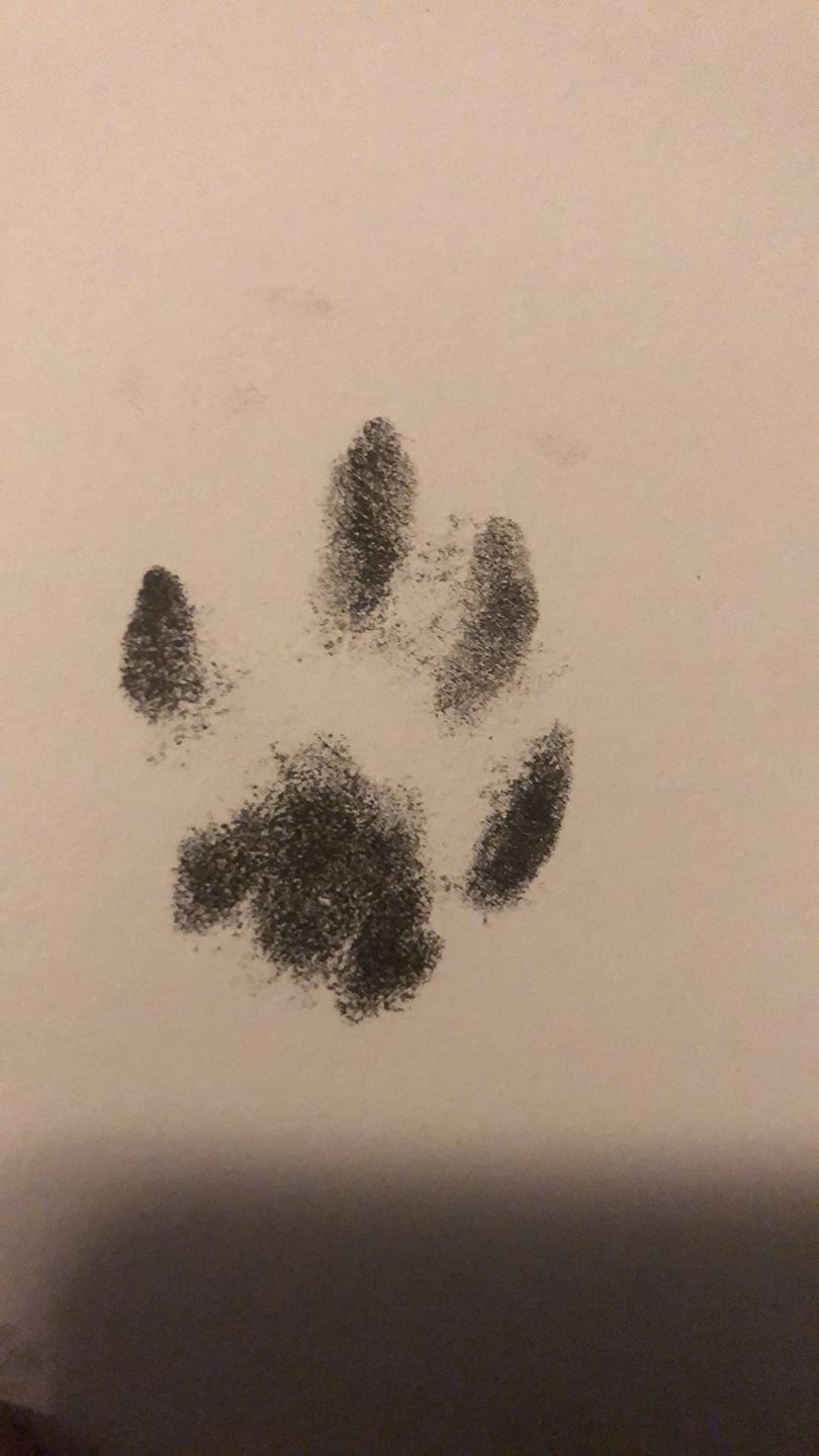 Customer photo review of 1-Pack Inkless Ink Pads