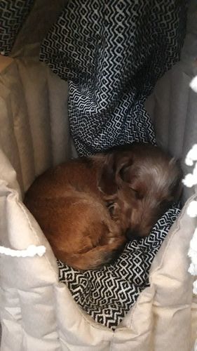 Customer photo review of Сarrying Pony Bag beige