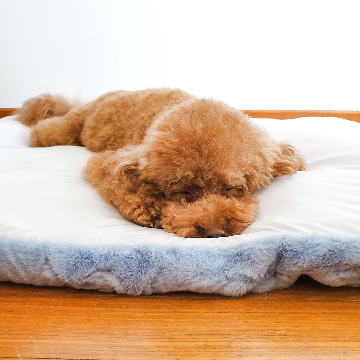 Customer photo review of Sleeping Blanket