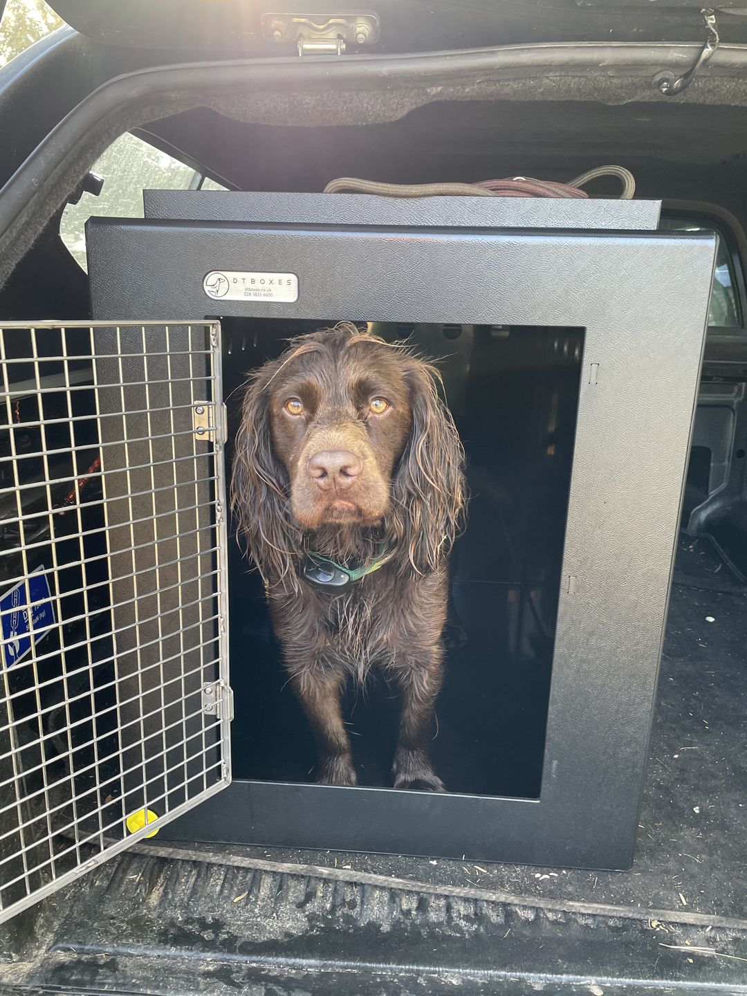 Customer photo review of DT Box Dog Car Travel Crate - The DT 600