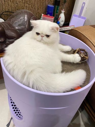 Customer photo review of Mayitwill XL Castle 2 in 1 Front-Entry Cat Litter Box with Scratch Basin, Scoop included, Lilac Purple