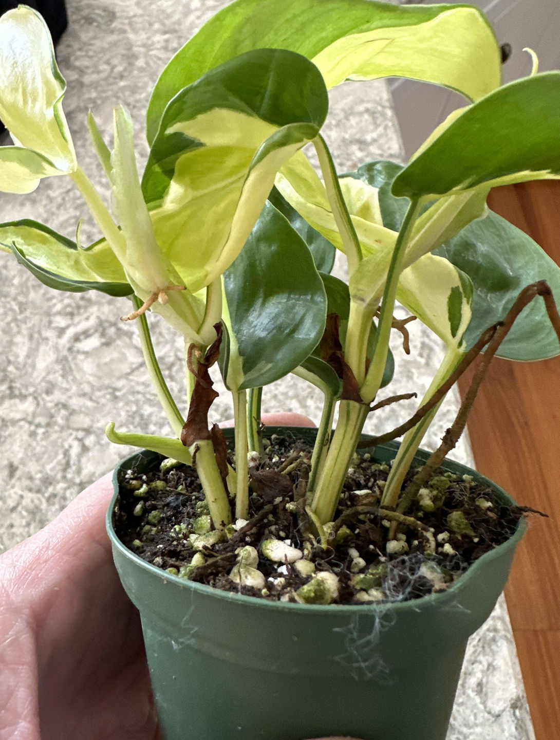Customer photo review of 3" Philodendron hederaceum 'Gabby' - single stem - PRE ORDER