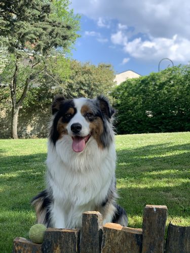 Customer photo review of Collier Anti Aboiement PuppySafe