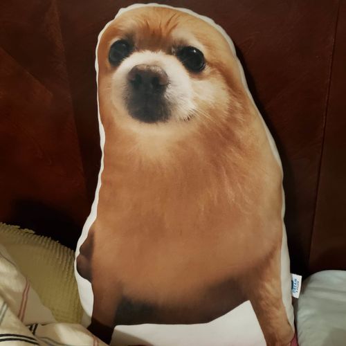 Customer photo review of Create A Custom Dog Pillow