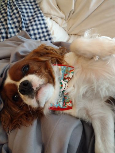 Customer photo review of Christmas unicorn dog collar bow tie/ boy cute dog collar