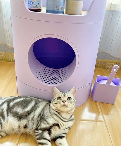 Customer photo review of Mayitwill XL Castle 2 in 1 Front-Entry Cat Litter Box with Scratch Basin, Scoop included, Lilac Purple