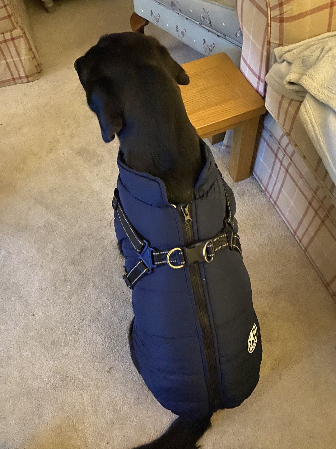 Customer photo review of DoggyKings™ 3 in 1 Jacket
