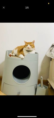 Customer photo review of Mayitwill XL Castle 2 in 1 Front-Entry Cat Litter Box with Scratch Basin, Scoop included, Morandi Green