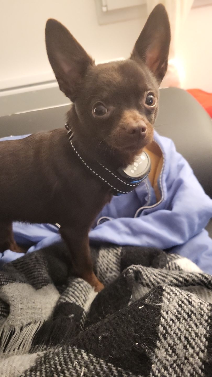 Customer photo review of Collier Anti Aboiement PuppySafe