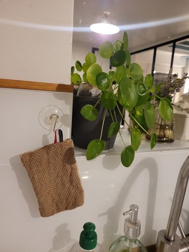Customer photo review of Éponge Lavable & écologique - HEYJUTE®