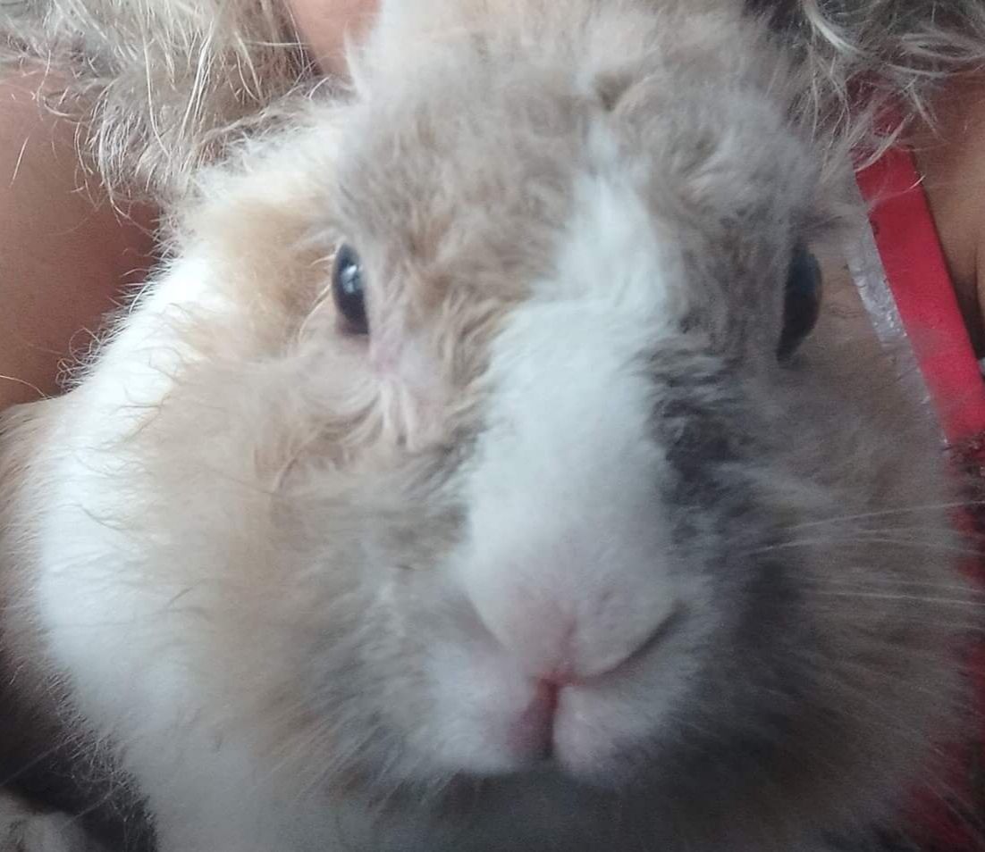 Customer photo review of Burgess Excel Adult Rabbit Nuggets with Oregano 2kgs