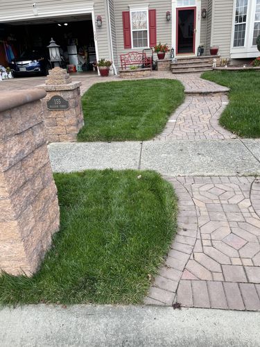 Customer photo review of GCI Turf Type Tall fescue Grass Seed