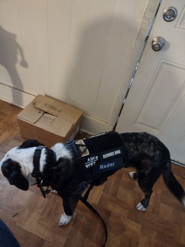 Customer photo review of Custom Hook & Loop Patch For Harness (1 Pair)