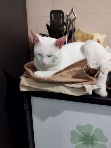 Customer photo review of Revolution Plus For Medium Cats 5.6-11 lbs (2.6-5kg)