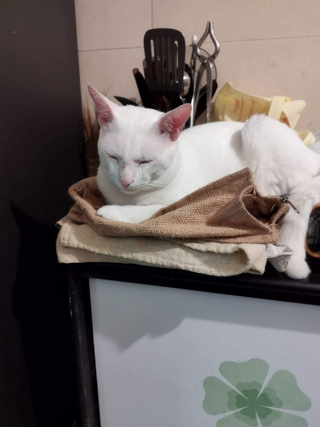 Customer photo review of Revolution Plus For Medium Cats 5.6-11 lbs (2.6-5kg)