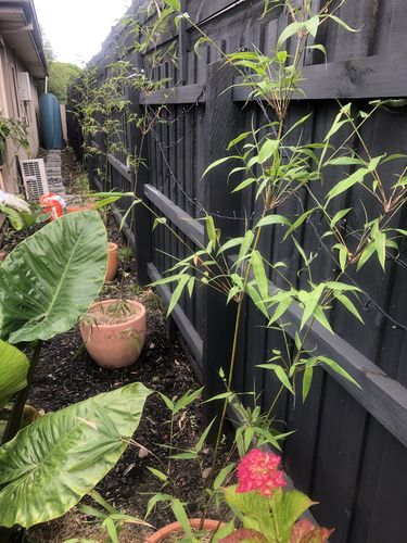 Customer photo review of Gracilis Bamboo Plant - 3L