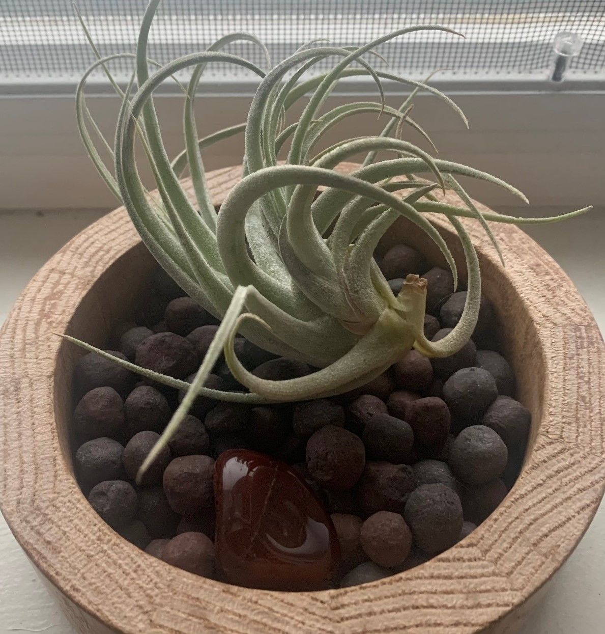 Customer photo review of Subsecundifolia  (Formerly Recurvifolia Var. Subsecundifolia)