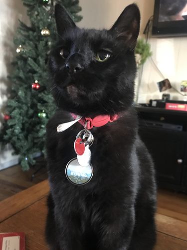 Customer photo review of Purple