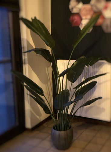 Customer photo review of Bananen Kunstplant 180cm