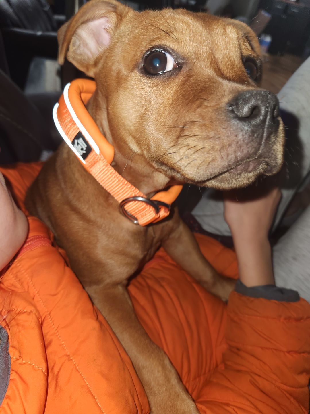 Customer photo review of 3cm Slip on Collar | Soft Padded & Reflective - Orange v2.0