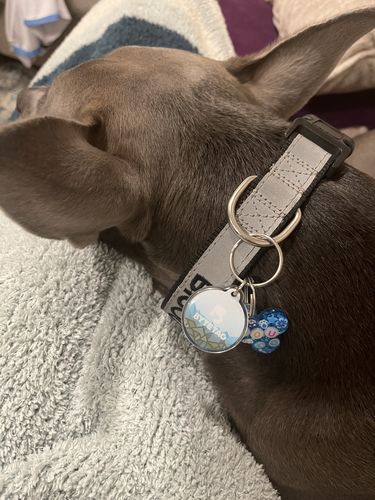 Customer photo review of Explorer