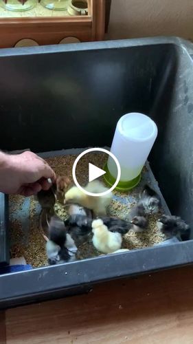 Customer video review of BlackTasty™ Getrocknete Soldatenfliegenlarven