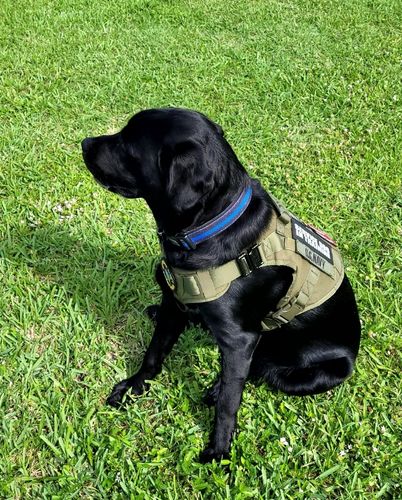 Customer photo review of 10-In-1 Tactical K9 Harness System - Full Set Dog Harness Bundle (Includes: Tactical No-Pull Dog Harness + Bungee Leash + Collar + MOLLE Pouches + First Aid Kit + 12 Hook & Loop Patches + Dog Goggles + Safety Belt + Travel Water Bowl + Dog Waste Bags)
