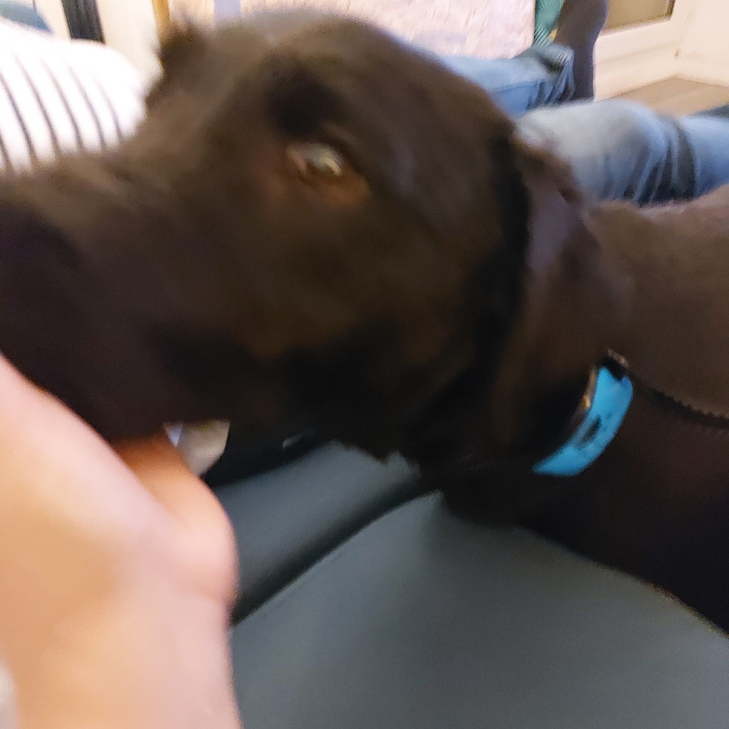 Customer photo review of Collier Anti Aboiement PuppySafe