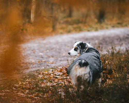 Customer photo review of Visibility Winter Jacket Dark for Dogs