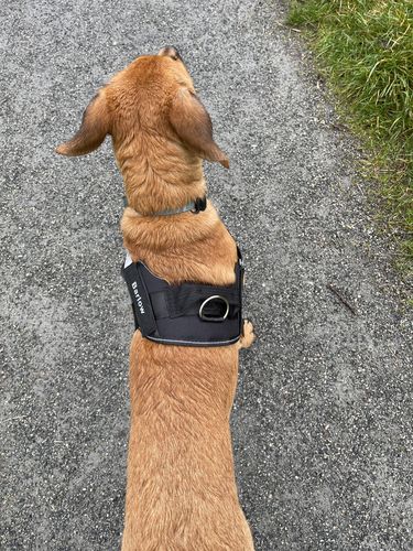 Customer photo review of Personalised No Pull Dog Harness