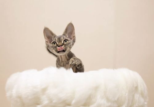 Customer photo review of Michu Selected Real Wood Cat Tree, Large