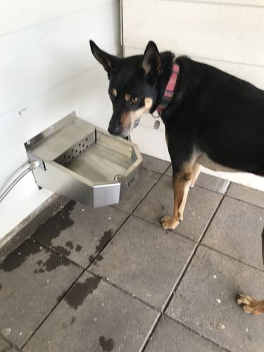 Customer photo review of Pet Rehydration Station