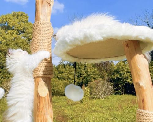 Customer photo review of Michu Selected Real Wood Cat Tree, Large