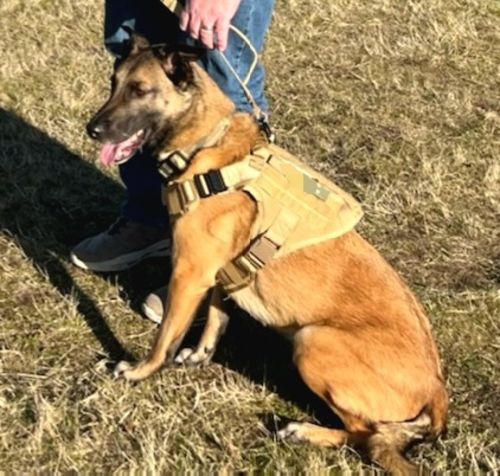 Customer photo review of 10-In-1 Tactical K9 Harness System - Full Set Dog Harness Bundle (Includes: Tactical No-Pull Dog Harness + Bungee Leash + Collar + MOLLE Pouches + First Aid Kit + 12 Hook & Loop Patches + Dog Goggles + Safety Belt + Travel Water Bowl + Dog Waste Bags)